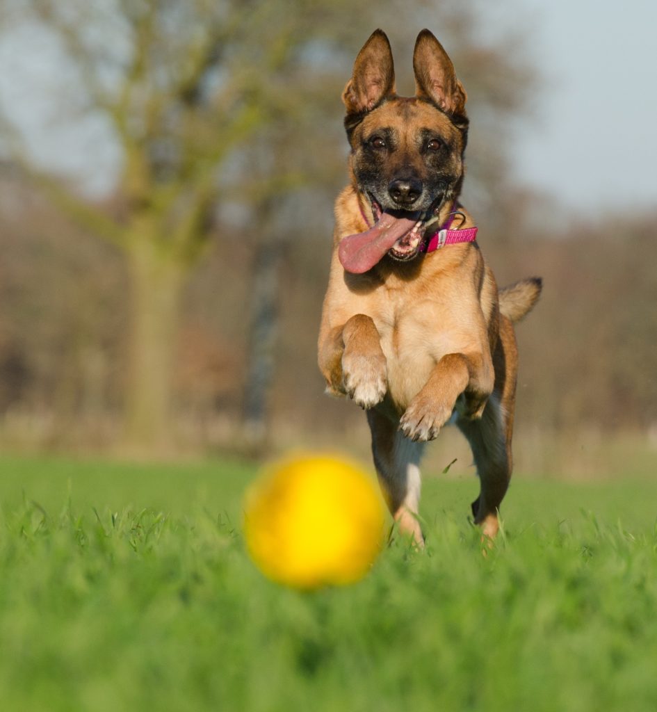 Hondenschool Utrecht hond en bal